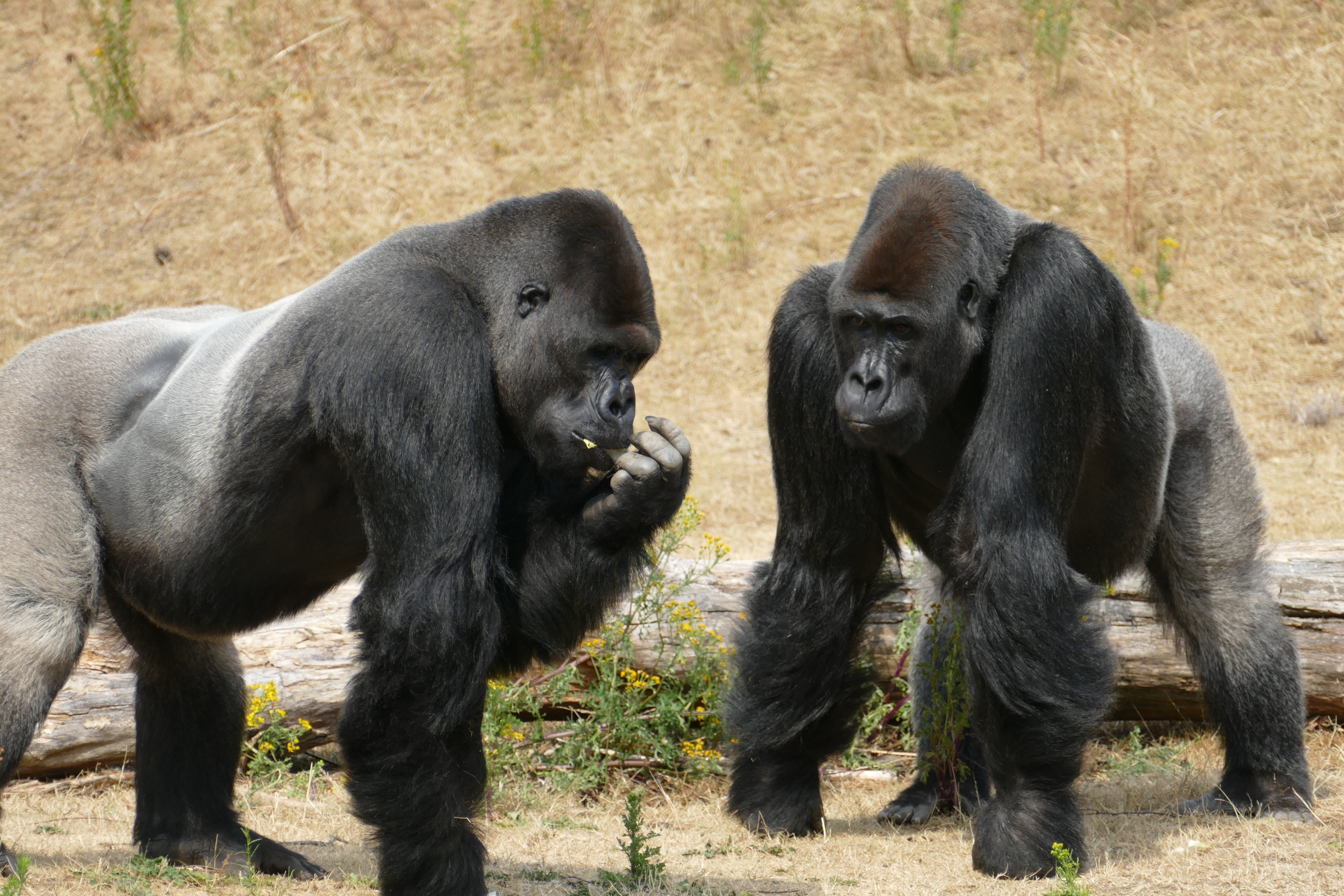 Gorilla Trekking Adventure